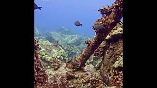 When the Pufferfish Fight  MEGA Lab Cam  Hawaii live stream like share youtubeshorts [upl. by Yelda955]