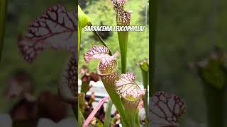 Sarracenia Leucophylla White topped pitcher plant carnivorousplant pitcherplant garden plants [upl. by Sybley491]