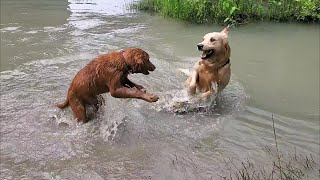 Golden Retrievers play at the river [upl. by Eislrahc907]