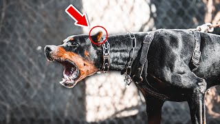 Doberman Pinscher Ear Cropping Whats it Like [upl. by Juxon]