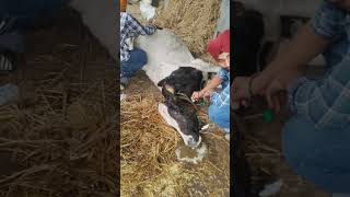 Urea poisoning in cattle dairy firstaid milk cow milk [upl. by Leesa436]