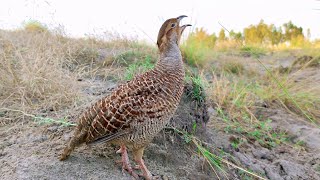 Dakhni teetar awaz  teetar ki boli  teetar sound  gray francolin teetar voice [upl. by Hnilym]