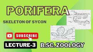 Spicules in Sycon  Monoaxon  Tetraxon  Notes Pdf in Description [upl. by Howlyn]