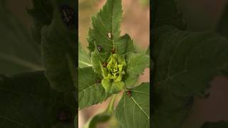 Entwicklungsstufen eines Marienkäfers 🐞 garten wildkräuter marienkäfer shorts käfer tiere [upl. by Eslud]