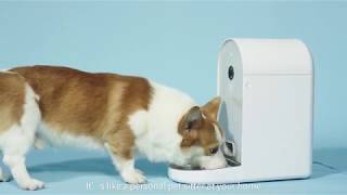 DOGNESS Smart Cam Feeder [upl. by Dode56]