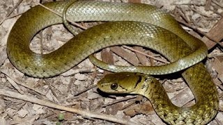 Checkered Keelback nonvenomous species was been rescued from the hostel reptile video snake [upl. by Venable838]