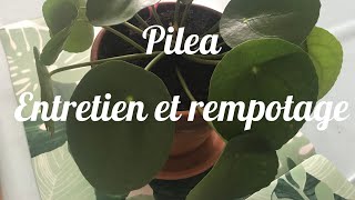 🌿PILEA PEPEROMIODES🌿 Mes conseils dentretien et Rempotage  PLANTE D’INTÉRIEUR [upl. by Maer375]