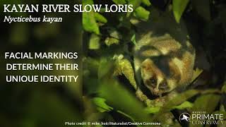 Kayan River Slow Loris [upl. by Ahsimak]