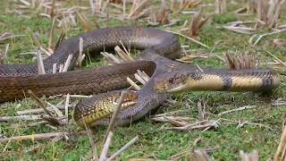 King Cobra eats Rat Snake [upl. by Ahsinyar]