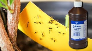 Get Rid of Fungus Gnats With Hydrogen Peroxide [upl. by Erdnael575]