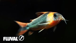 Corydoras  Species Overview and Care Tips [upl. by Hortensia]