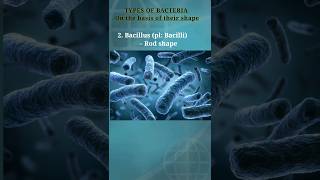 Types of bacteria on the basis of shape biology bio bacteria coccus bacillus exam shorts 1 [upl. by Aizat470]