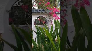 Beautiful bougainvillas along chinese fence bougainvilla outdoorplants outdoorwalk garden [upl. by Hgielrebmik135]