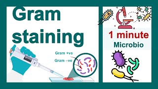 Gram staining explained in 1 minutes  Principles of gram staining  1 minute microbiology [upl. by Nanam]