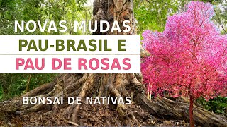 Paubrasil e Pau de Rosas – Novas Mudas do Meu Viveiro de Bonsai [upl. by Penrose]