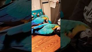 Papuga ara ararauna macaw parrot [upl. by Robson405]