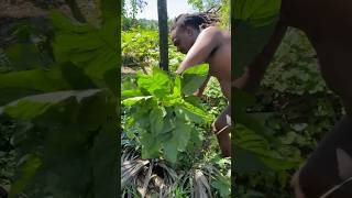 Harvesting Jamaican Callaloo Greens On My Farm In Jamaica shortsfeed food vegetables shorts [upl. by Laehctim]