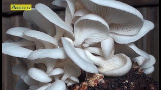 COMMENT CULTIVER LE CHAMPIGNON  FORMATION THEORIQUE ET PRATIQUE Geant amp Co [upl. by Lyrrad]