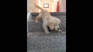 Golden puppy 1st time going down stairs [upl. by Brandie]