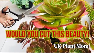 HOW TO PRUNE YOUR AEONIUMS [upl. by Otila]