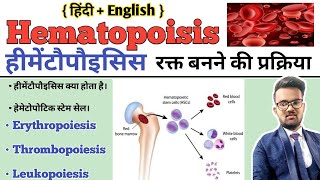 Hematopoiesis  Hematopoiesis In Hindi  Hematopoietic Stem Cell  Formation of BloodErythropoiesis [upl. by Woothen]