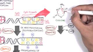 DNA Methylation and Cancer  Garvan Institute [upl. by Mccully]