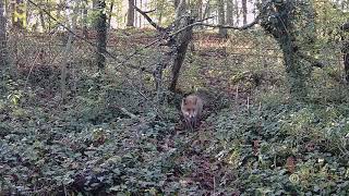 Le Renard de NANTEAU sur LUNAIN [upl. by Port559]