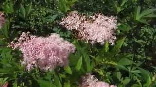 Filipendula rubra ‘Venusta’ [upl. by Ijan716]