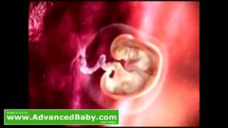 pregnancy  first trimester 1 to 9 weeks new baby embryo development 3D HD animation  YouTube [upl. by Aihsiym]