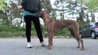 Stack training with Siwa the rhodesian ridgeback [upl. by Harle]