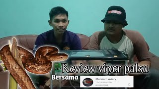 REVIEW MOCK VIPER  psammodynastes pulverulentus  bersama platinum aviary [upl. by Ednutabab557]