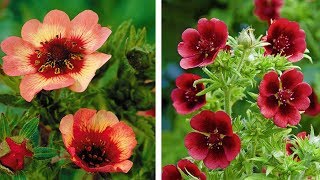 How to Plant Potentilla SummerAutumn Guide [upl. by Calida]