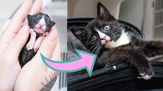 Littlest Preemie Kitten Grows Up [upl. by Sllew]