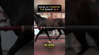 Horse vs Treadmill Full Speed 🐎💥 [upl. by Acireit]