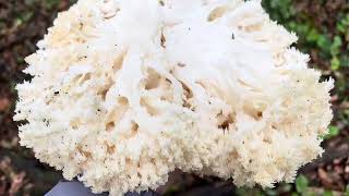 gombavideo PETREZSELYEMGOMBA  Hericium coralloides  Coral tooth fungus [upl. by Ojybbob]