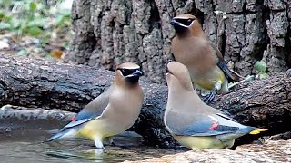 Cedar waxwings at the water bowl [upl. by Nonnair]