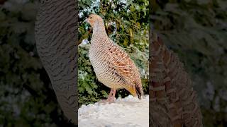 Teetar sounds trendingshorts villagelife teetar callfrancolin [upl. by Neit227]