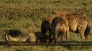 Female hyenas show their dominant nature [upl. by Kaylyn]