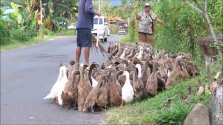 Herding Ducks in North Bali  Amazing Sight [upl. by Faustena]