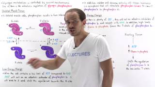 Regulating Glycogen Breakdown in Muscle [upl. by Artemus485]