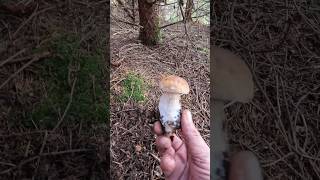 PorcinoCepSteinpilzeBolete shorts new trending nature foryou forest wood mushroom pilze [upl. by Nagey]