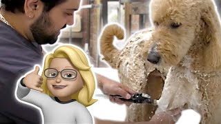 Bathing a Goldendoodle with Anthony from Grooming by Rudy [upl. by Rosamund493]