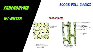 How to draw PARENCHYMA TISSUE  SIMPLE PERMANENT TISSUE  wNOTES  SCIENCE  BIOLOGY [upl. by Chev415]