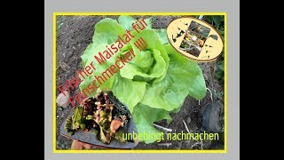 Sommersalat aus dem eigenen Garten selbstgemacht clean eating [upl. by Euqram]