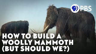 We Can “Bring Back” The Woolly Mammoth Should We [upl. by Dadelos422]