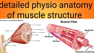 physioanatomy of muscles in detailphysiology lecture 6 [upl. by Aliel]