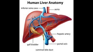 5 Xenobiotic Metabolism I Whats Liver Got to Do With It [upl. by Sadoc387]