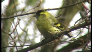 Der Erlenzeisig Zeisig in Gärten und Parks  Carduelis spinus [upl. by Vona]