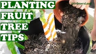 How To Plant FRUIT TREE  Orange Mandarin  Fruits Trees CONTAINER GARDENING TIPS GardenersLand [upl. by Lexie574]