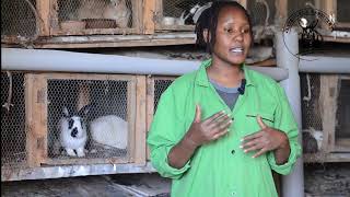 Rabbit Farming Is A Growing Industry In Kenya 2023 RABBIT QUEENKITENGELA RABBITRY [upl. by Rodolph816]